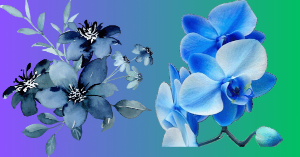 Best Blue Plants