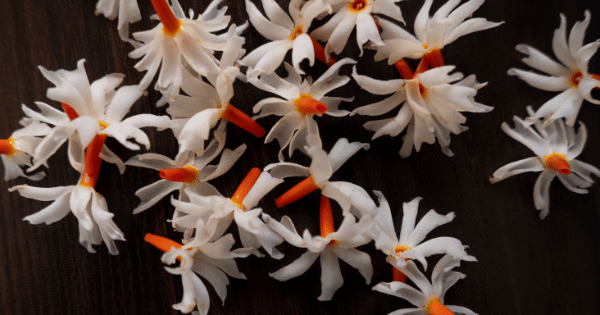 night jasmine flower