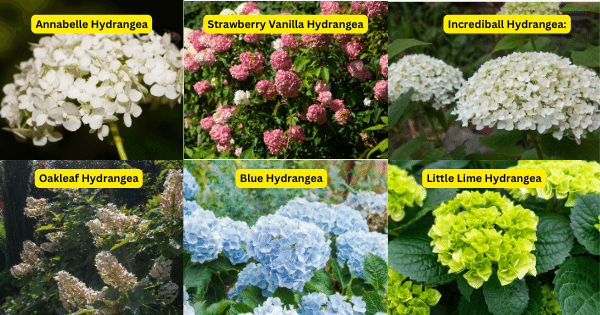 Hydrangeas, with their large, colorful blooms, add a touch of elegance to any garden.Hydrangea