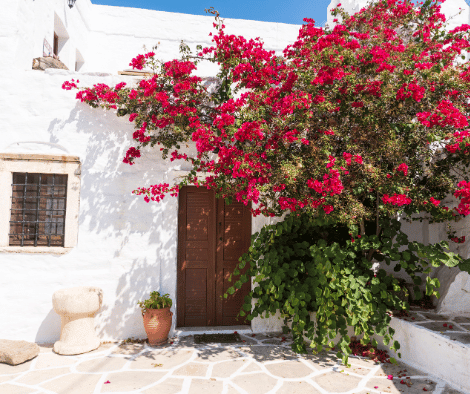 Discover the Magic of Bougainvillea: Expert Growing Tips and Tricks