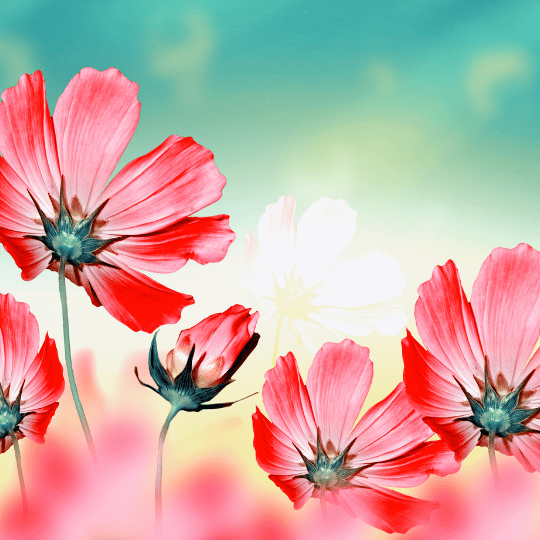 Cosmos are annual flowers with colorful, daisy-like flowers that sit atop long, slender stems.