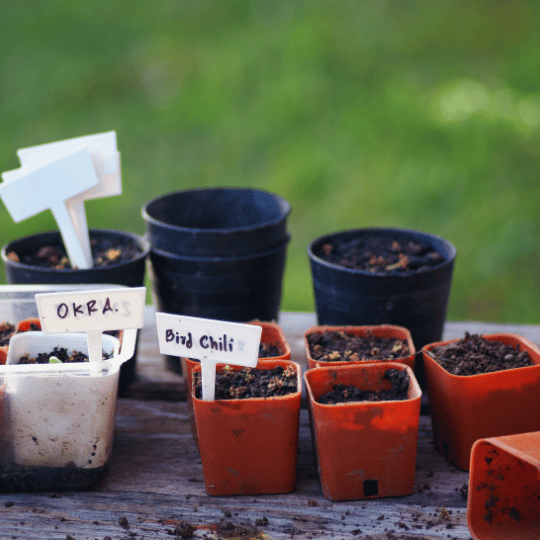 Potting Soil Mix: The Foundation for Healthy Plants