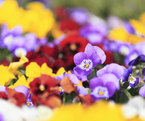 The Complete Pansy Flower Guide