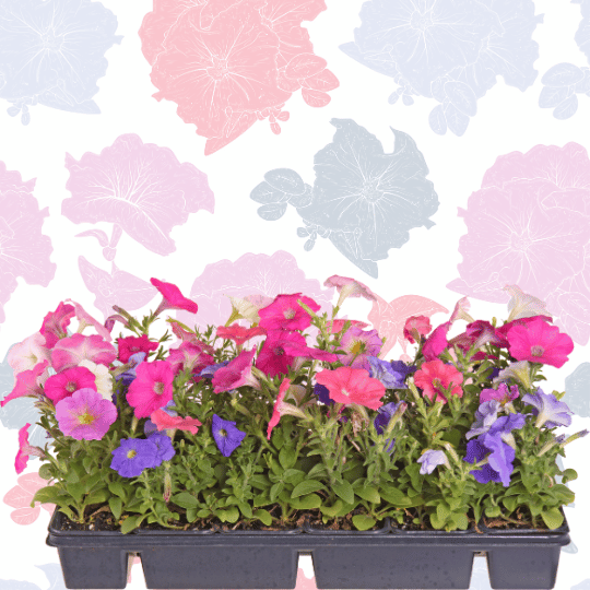 All About Petunia Plants: Types, Care, and Benefits