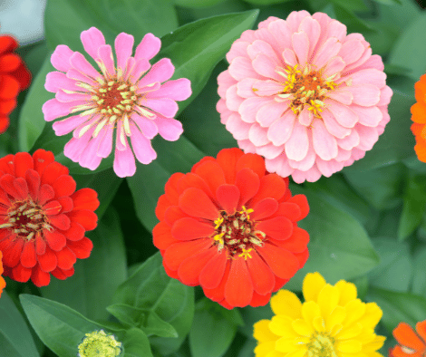 Zinnia Care and Growing Guide: How to Cultivate Stunning Zinnia Flowers in Your Garden