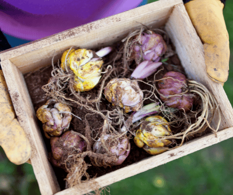 BULBS