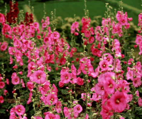 The Enchanting Beauty of Hollyhock Flowers