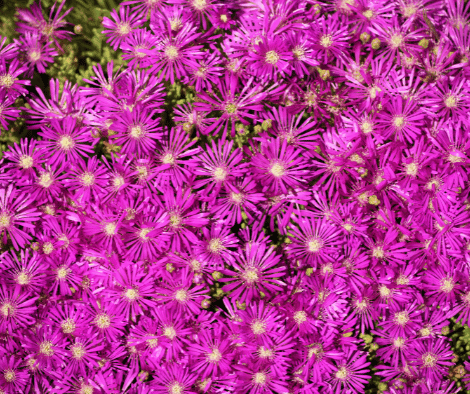 Ice Plant