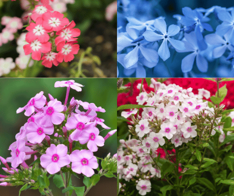 Close-up of vibrant pink Phlox flowers in full bloom against green foliage.