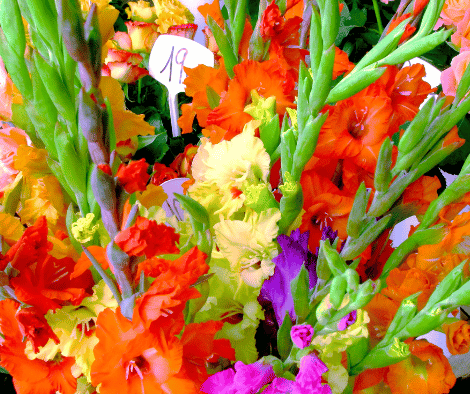Gladiolus