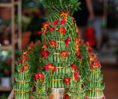 Lucky Bamboo Plant