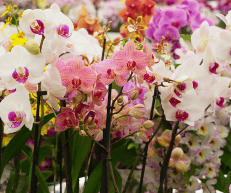 Orchids